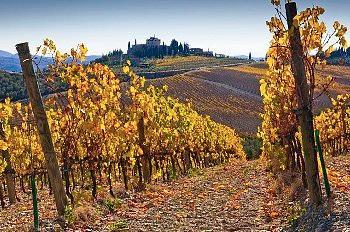 San Valentino: tra i doni anche un vigneto per amanti del vino 