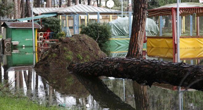 Albero cade sui binari Disagi per i pendolari 