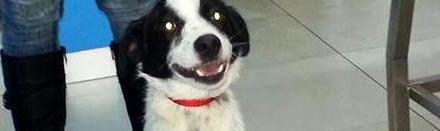 Cagnolino in cerca di una famiglia