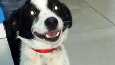 Cagnolino in cerca di una famiglia