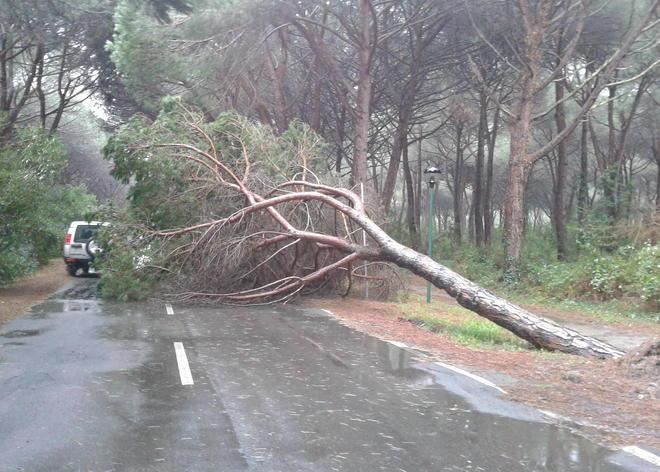 Cade un pino sulla carreggiata, viale Tirreno in tilt 