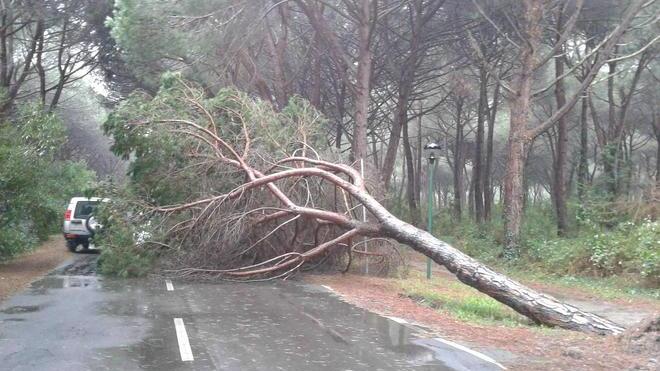 Cade un pino sulla carreggiata, viale Tirreno in tilt