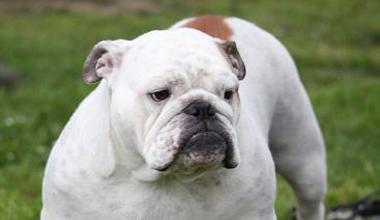 Bulldog “ricettato”, allevatori condannati senza la condizionale 