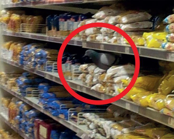 Un piccione al centro commerciale, ecco il volatile tra gli scaffali della pasta 