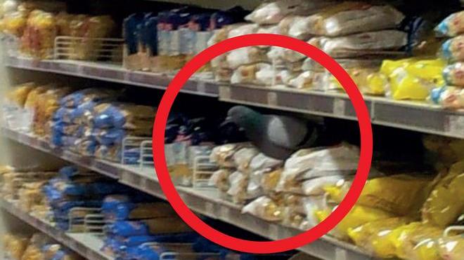 Un piccione al centro commerciale, ecco il volatile tra gli scaffali della pasta