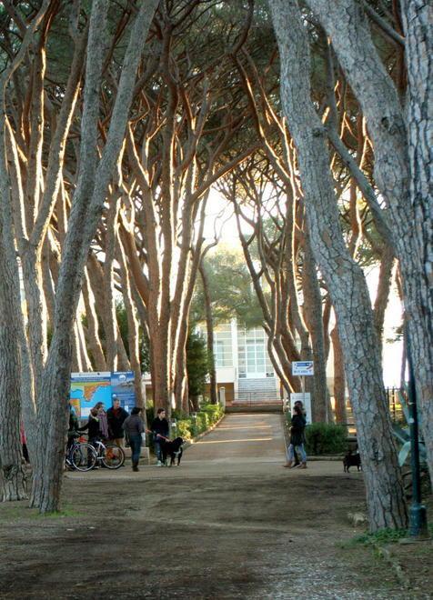 Piano Pineta, dubbi sui voti on line Decisi i seminari