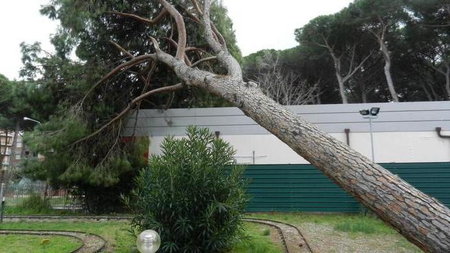 A Senzuno due pini finiscono su ristorante e parco giochi
