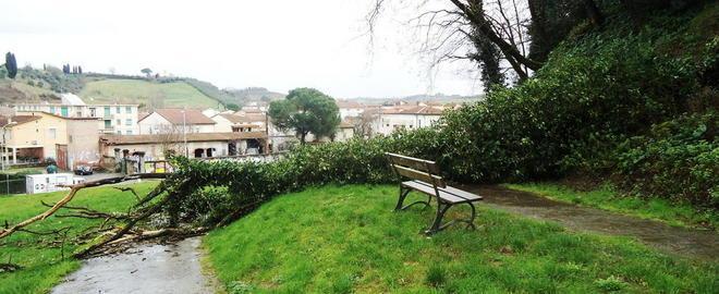 Crolla un albero nel Parco Corsini 
