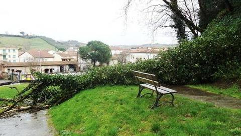 Crolla un albero nel Parco Corsini