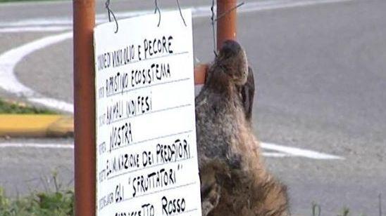 Orrore a Scansano: la testa del lupo appesa a un palo