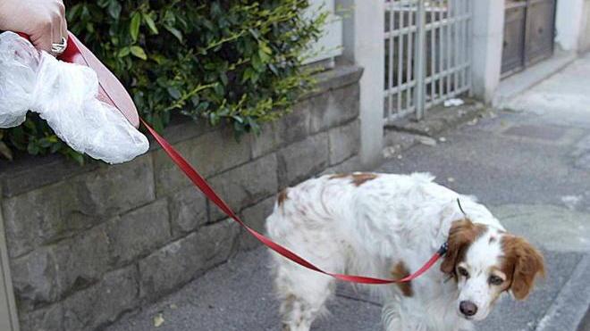 A spasso col cane senza guinzaglio: multata e denunciata per oltraggio a pubblico ufficiale