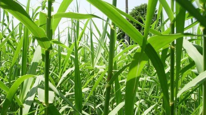 Energia prodotta dalla canna comune