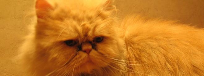 Una bella gatta persiana cerca casa