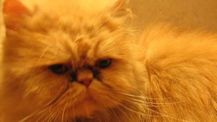 Una bella gatta persiana cerca casa