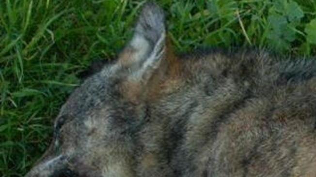 Lupi e greggi, la Regione pensa a un piano