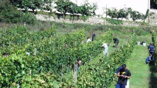 Ma nei giovani torna il fascino dell’agricoltura