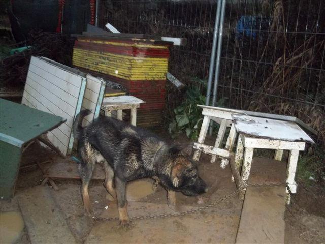 Cane legato da tre giorni sotto la pioggia 