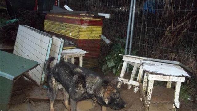 Cane legato da tre giorni sotto la pioggia