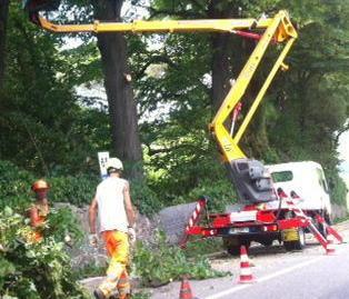 Vanno abbattute le piante alte oltre 5 metri