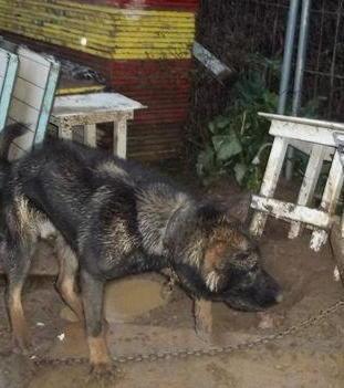 Cane legato sotto la pioggia