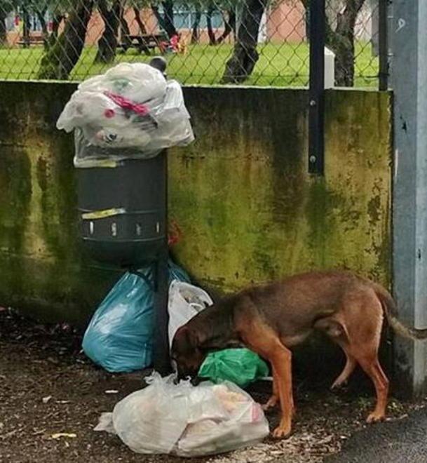 Maxi multe ai furbetti dei rifiuti 