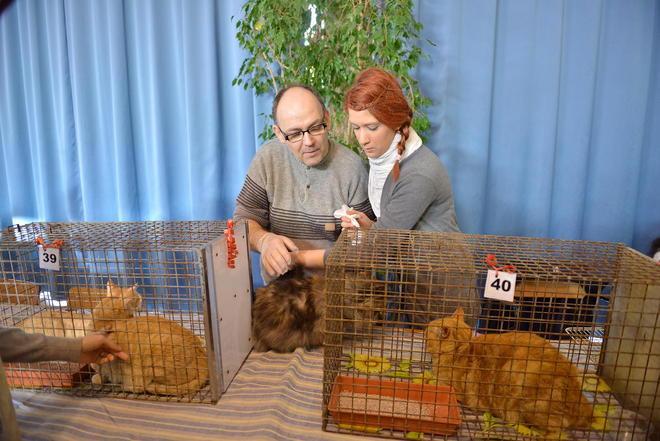 Premiati gatti e bambini per i loro disegni al Palaexpo 