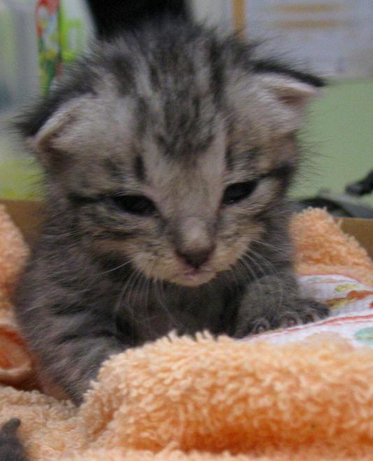 Cinque gattini salvati dai vigili