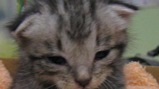 Cinque gattini salvati dai vigili