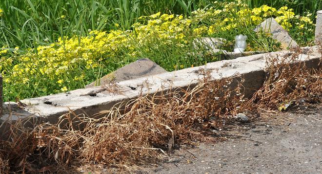 Diserbanti nelle cunette, ambientalisti mobilitati 