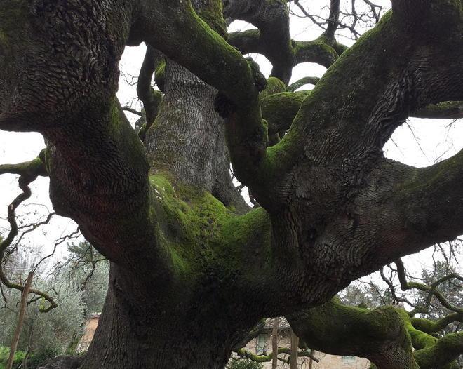 Il quercione vince il premio “Albero della Critica” 