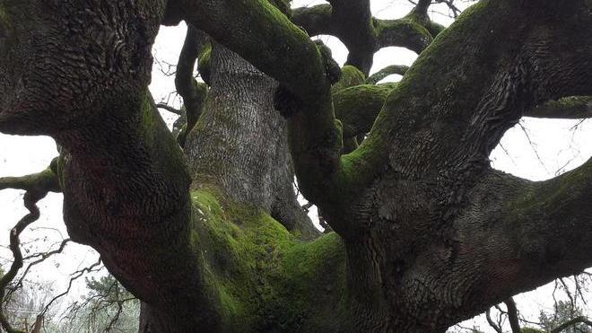 Il quercione vince il premio “Albero della Critica”