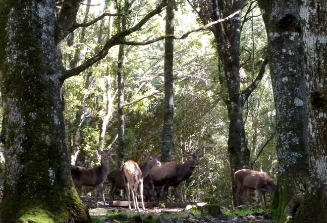 Torna il cervo sardo sul Supramonte ogliastrino 
