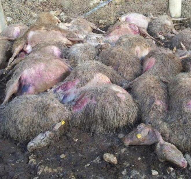 I predatori in onda a Striscia la notizia 