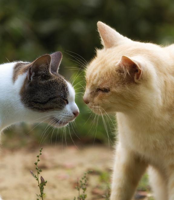Pasta fritta e dolcetti per la festa del gatto alla Bogaia a Prato