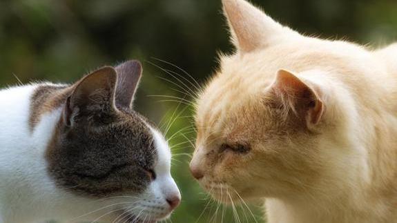 Pasta fritta e dolcetti per la festa del gatto alla Bogaia a Prato
