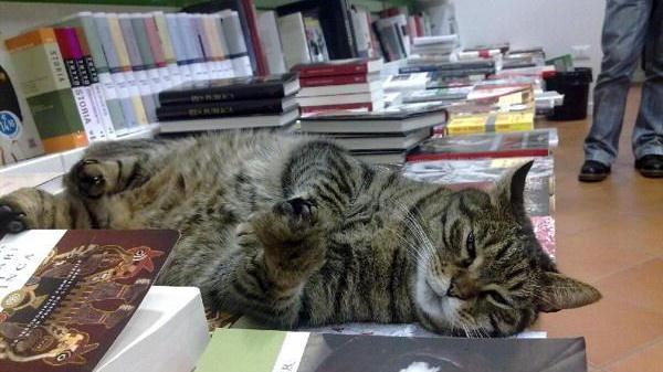 Festa dei gatti alla Biblioteca S. Giorgio in memoria di un felino “bibliofilo”
