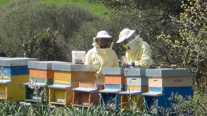 Carloforte, a scuola di apicoltura 