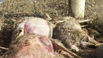 Nuovo attacco al gregge «Così non si sopravvive»