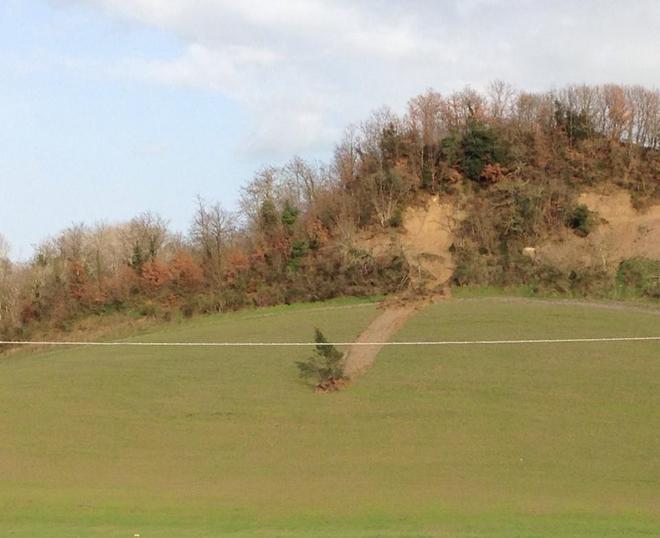L’albero che “trasloca” seguendo la frana 