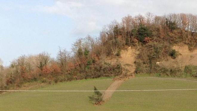 L’albero che “trasloca” seguendo la frana