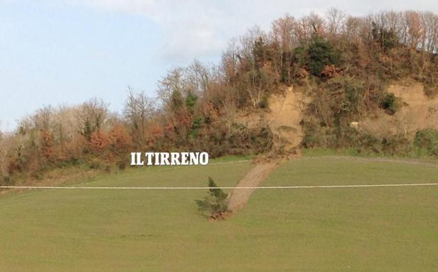 L'albero che "trasloca" seguendo la frana 
