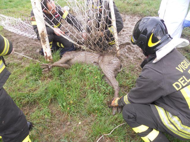 Cervo s'improvvisa attaccante e finisce nella rete del campo sportivo