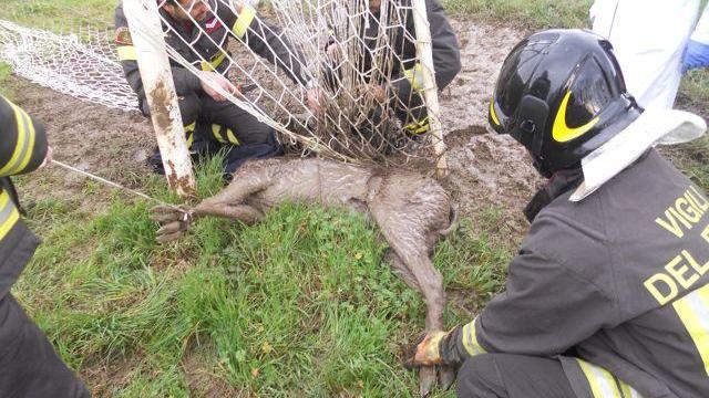Cervo s'improvvisa attaccante e finisce nella rete del campo sportivo