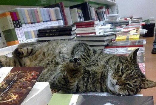 La biblioteca ricorda Pippo, il gatto libraio