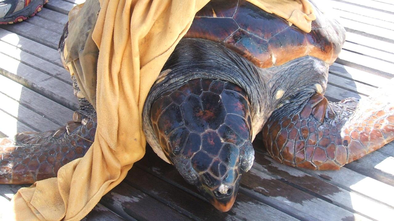 Tartaruga marina trovata e liberata dalle reti
