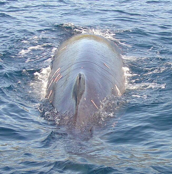 Un “guardiano” per la salute dei cetacei