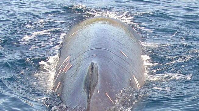 Un “guardiano” per la salute dei cetacei