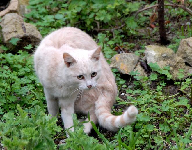 Un gatto in un'immagine d'archivio