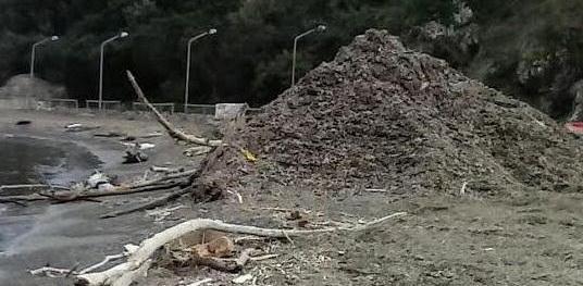 Margidore, spiaggia come una discarica di rifiuti e posidonia 
