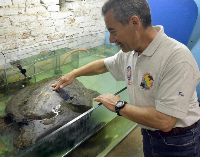 Clinica delle tartarughe Così rinasce l’acquario 